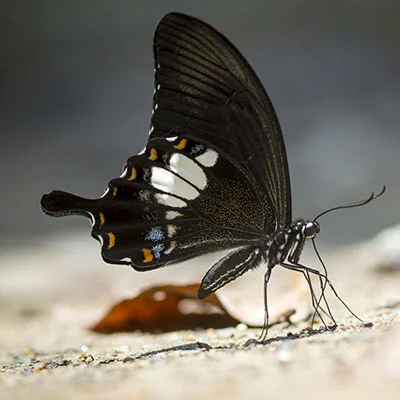 购买VPN - 3月27日18.8M/S|免费Singbox节点/Shadowrocket节点/V2ray节点/Trojan节点/Clash节点/SSR节点节点推荐，V2rayC梯子购买推荐