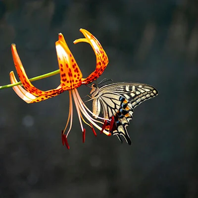 购买VPN - 3月25日22.2M/S|免费Trojan节点/V2ray节点/Clash节点/Shadowrocket节点/SSR节点/Singbox节点节点推荐，V2rayC梯子购买推荐