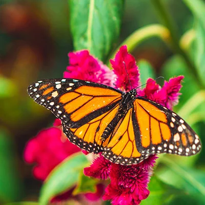 购买VPN - 1月27日22.1M/S|免费Singbox节点/Trojan节点/Clash节点/SSR节点/V2ray节点/Shadowrocket节点节点推荐，V2rayC梯子购买推荐