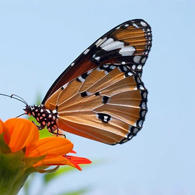 购买VPN - 3月16日19.4M/S|免费SSR节点/Trojan节点/Singbox节点/V2ray节点/Shadowrocket节点/Clash节点节点推荐，V2rayC梯子购买推荐