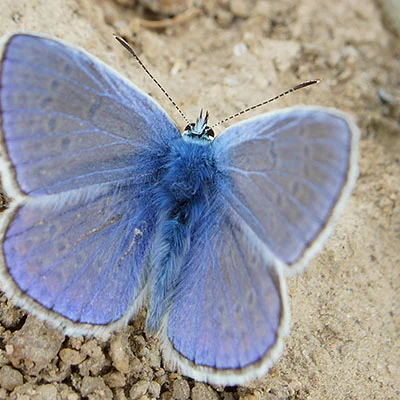 购买VPN - 12月31日22.7M/S|免费Shadowrocket节点/Singbox节点/Clash节点/V2ray节点/SSR节点节点推荐，V2rayC梯子购买推荐