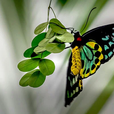 购买VPN - 2月1日21.5M/S|免费Singbox节点/Shadowrocket节点/Trojan节点/V2ray节点/Clash节点/SSR节点节点推荐，V2rayC梯子购买推荐