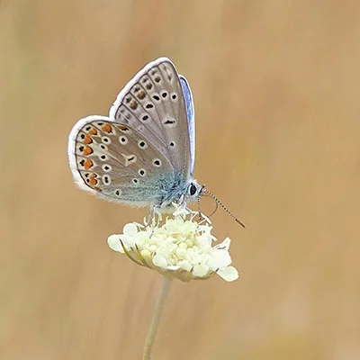 购买VPN - 3月14日19.8M/S|免费Shadowrocket节点/V2ray节点/Clash节点/Singbox节点/SSR节点/Trojan节点节点推荐，V2rayC梯子购买推荐