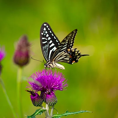 购买VPN - 3月26日20.5M/S|免费V2ray节点/SSR节点/Singbox节点/Trojan节点/Clash节点/Shadowrocket节点节点推荐，V2rayC梯子购买推荐