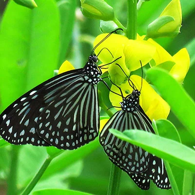 购买VPN - 3月20日22.2M/S|免费Shadowrocket节点/Singbox节点/V2ray节点/Clash节点/Trojan节点/SSR节点节点推荐，V2rayC梯子购买推荐