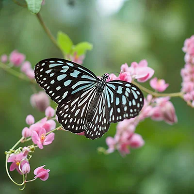 Clash要买吗？全面剖析与购买建议