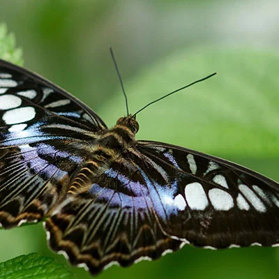 购买VPN - 3月23日20.1M/S|免费Shadowrocket节点/V2ray节点/Trojan节点/Clash节点/SSR节点/Singbox节点节点推荐，V2rayC梯子购买推荐