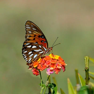 购买VPN - 3月29日20.3M/S|免费Clash节点/Singbox节点/V2ray节点/Trojan节点/SSR节点/Shadowrocket节点节点推荐，V2rayC梯子购买推荐