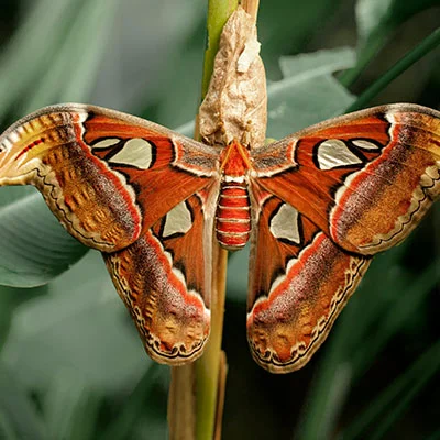 购买VPN - 2月9日20.4M/S|免费V2ray节点/Trojan节点/Clash节点/Singbox节点/Shadowrocket节点/SSR节点节点推荐，V2rayC梯子购买推荐